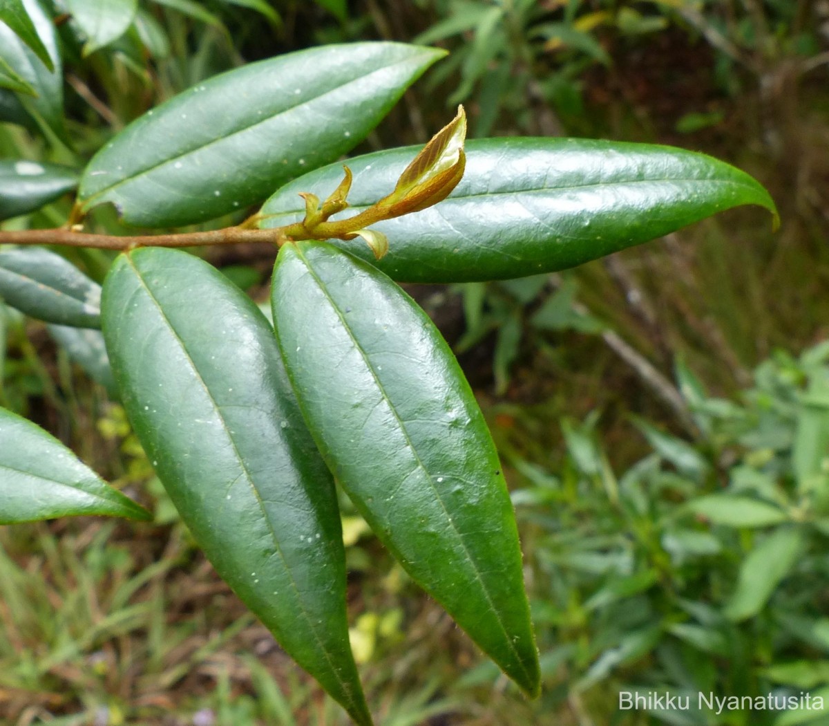 Symplocos diversifolia